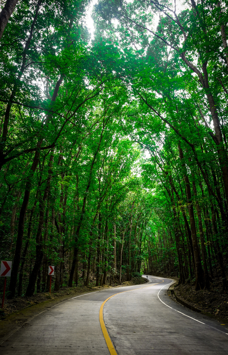 Bilar Man-Made Forest Bohol - Philippines
